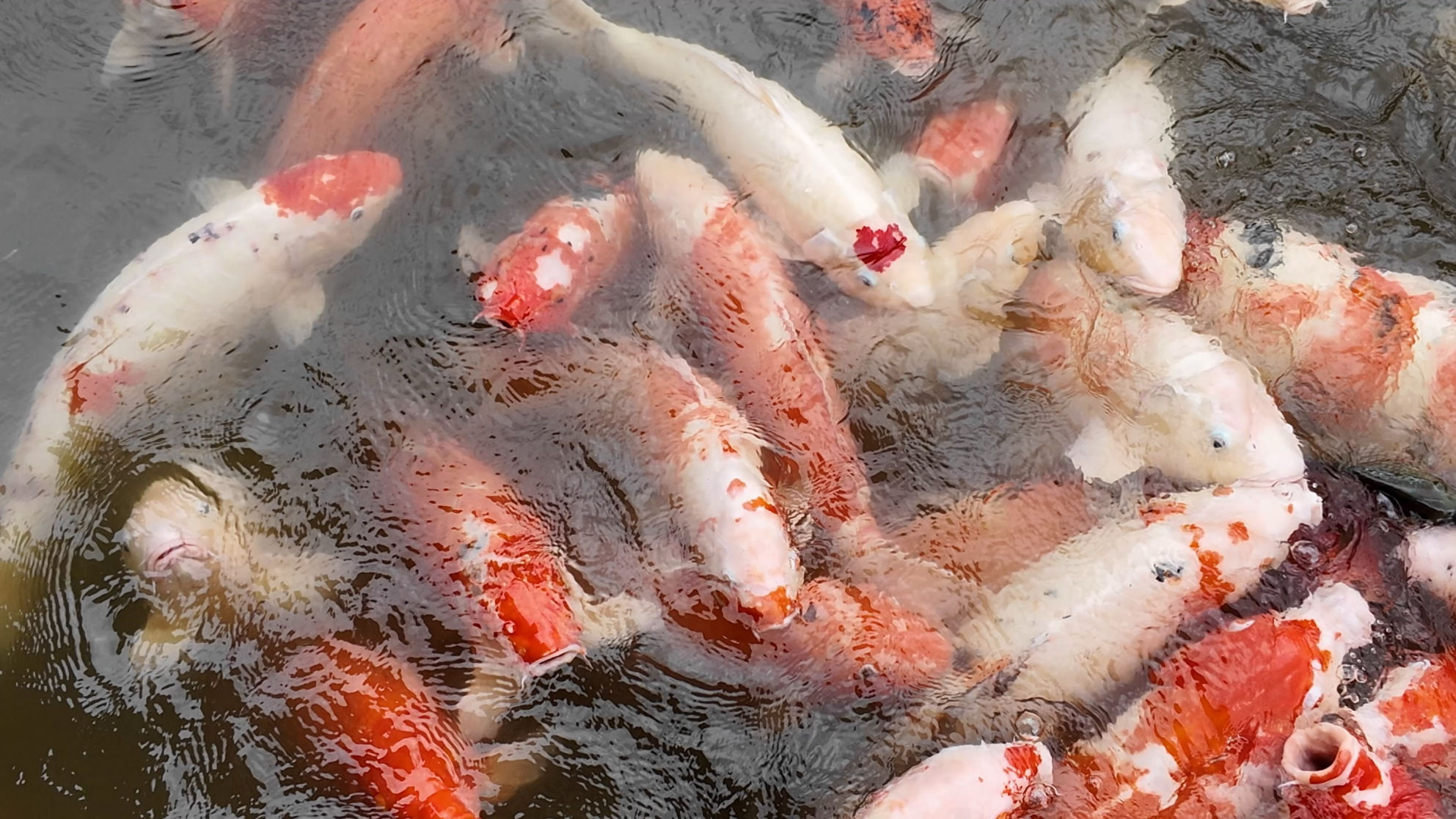 Reportages & documents